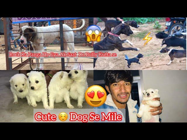 Rock V/S Bully Kutta Panga Ho Gya || Cute Dogs  se Mile ||