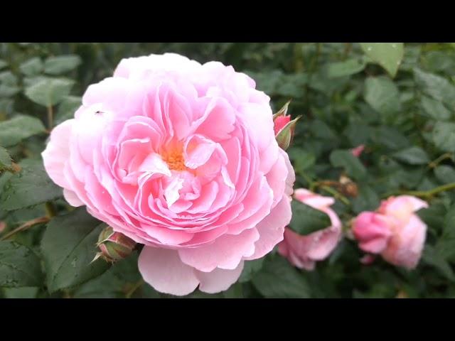 The Ancient Mariner David Austin roses