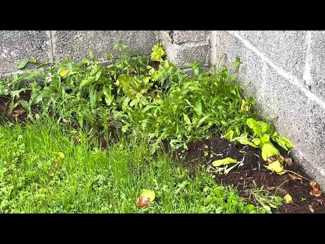 2021, end of September, wall garden, very curious Robin