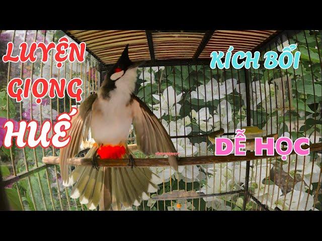 Chào mào Huế.Tiếng Chào mào Huế Giọng Chuẩn Huế,Giọng Già Rừng/Ép má trắng,chào mào non học giọng