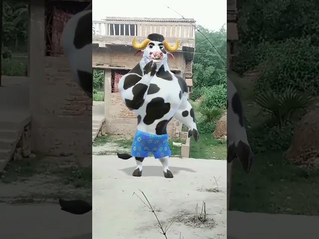 cow funny  dance # viral  video # trinding  short 