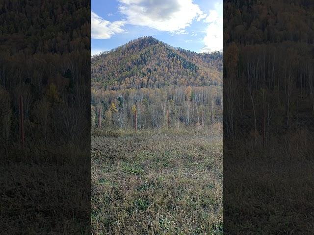Странные звуки из леса