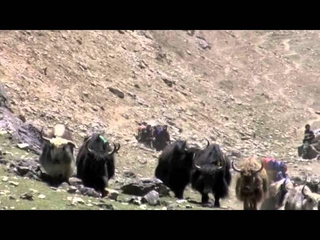 Nepal Dolpo yak herders.m4v