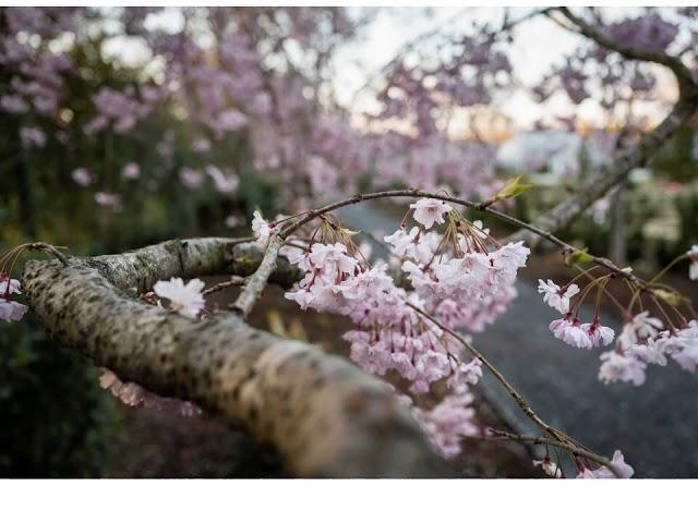 Reynolda Gardens : Cherry Trees March 2023