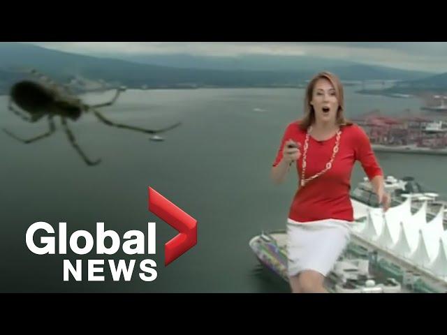 Weather camera spider scares Global BC Meteorologist Kristi Gordon