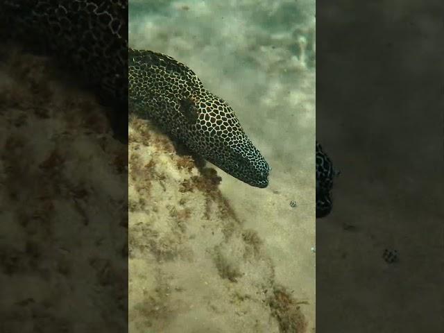 Бешеная мурена агрессирует. Leopard Moray. Sodwana Bay dive