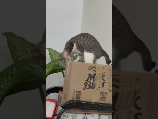 Meow Quest: The Search for the Purrfect Spot!