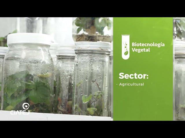 Plant Biotechnology