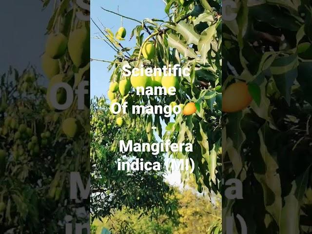 scientific name of mango ? #viral #himachalpradesh