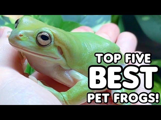 Top Five Best Pet Frogs!