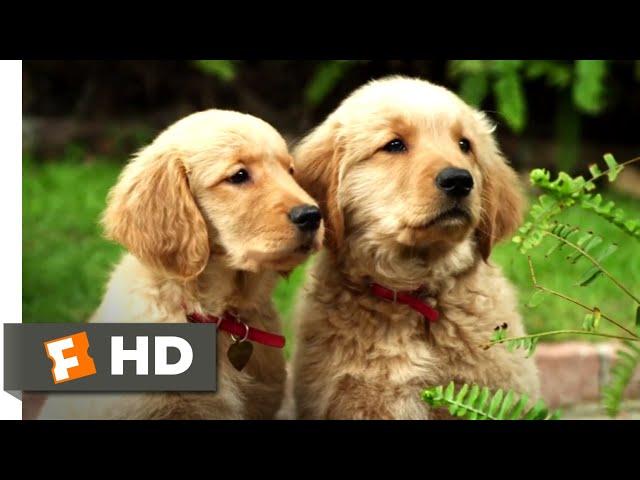 Golden Winter (2012) - Puppies to the Rescue! Scene (6/10) | Movieclips