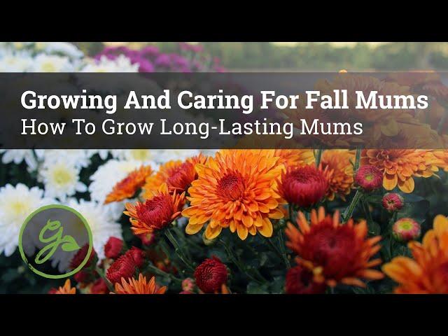 Growing & Caring For Fall Mums - How To Grow Long-Lasting Mums