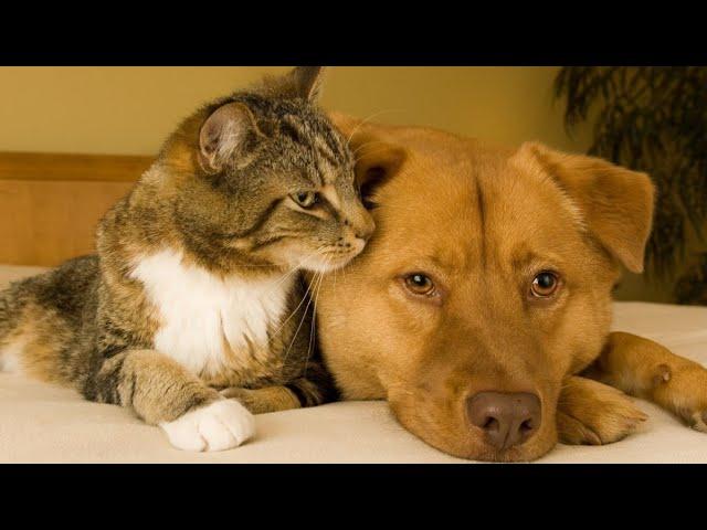 Funny and funny cats and dogs /#7/ FUNNY CATS / JOKES WITH ANIMALS / Funny animals video