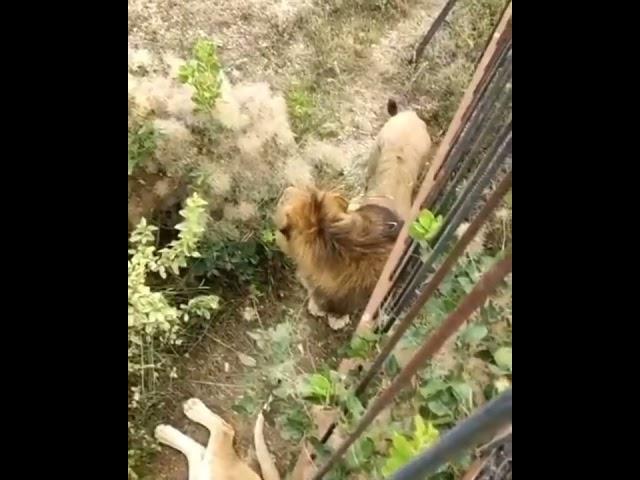 Алекс младший и дама  с характером.