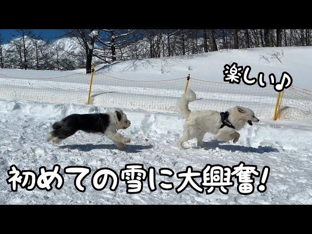 【まさかw】雪の中を楽しそうに走りまわる超大型犬と子犬とは違って妹は超絶不機嫌になっちゃいました笑｜グレートピレニーズ＆オールドイングリッシュシープドック＆トイプードル