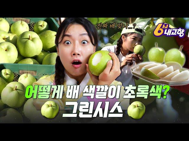 ‍이게 청사과가 아니고 배라고?! 과즙 팡팡 초록 배 그린시스｜240911 6시 내고향