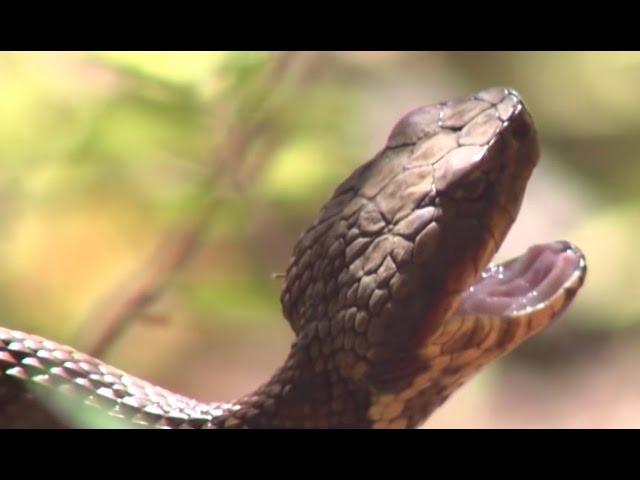 Kentucky Cottonmouth