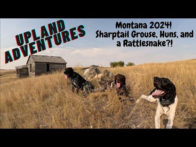 Montana 24, sharptail Grouse, Huns and a rattlesnake?!