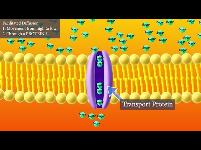 Facilitated Diffusion (Short and Sweet version)