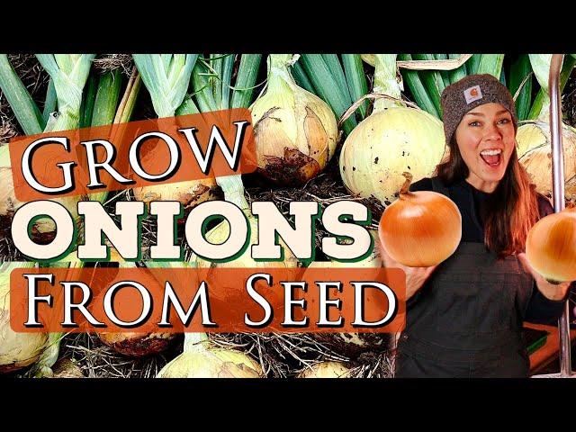 Planting Onions from Seed