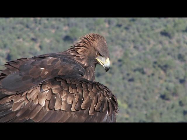 Golden Eagle   V  Vulture :