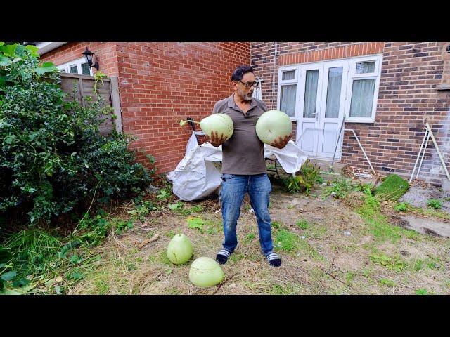 Our Vegetables Escaped To Neighbours Garden!! Urban Kitchen Gardening