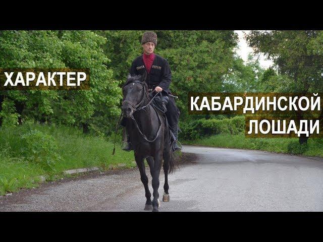 Асланбек Султанович Мирзоев. Характер и воспитание лошадей Кабардинской породы.
