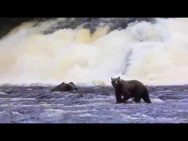 Grizzly Fishing In Pavlov River Alaska