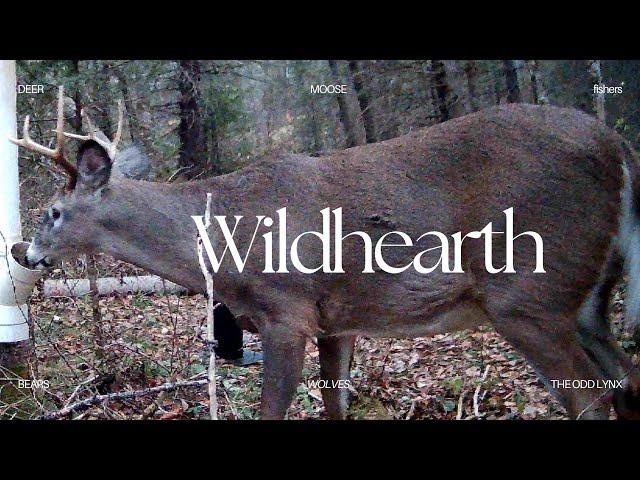 Highlights of the week @Wildhearth #moose #deer #trailcamera #wildlife #naturephotography #hunting