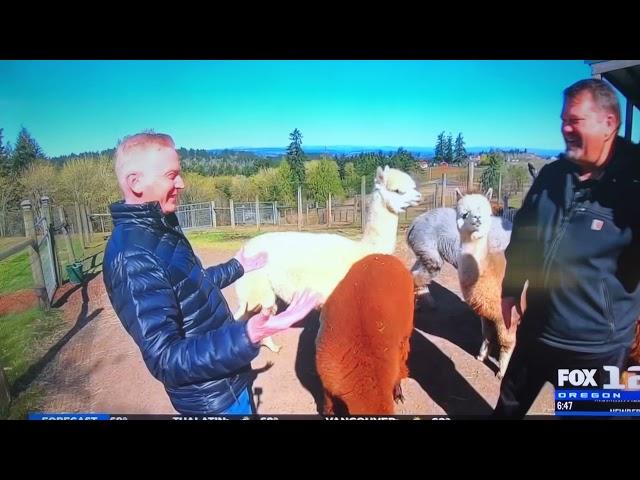 Andy Carson visits Alpacas of Oregon