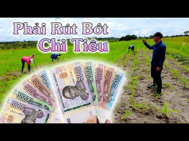 Linh Philip || Tại Sao Phải Rút Bớt Chi Tiêu Khi Thấy Ruộng Ngô Của Em Batto???