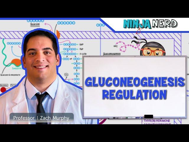 Metabolism | Regulation of Gluconeogenesis