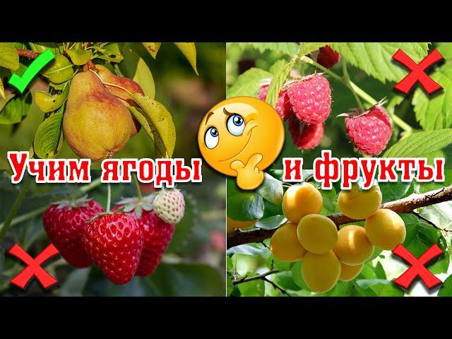 УЧИМ ЯГОДЫ и ИЗУЧАЕМ ФРУКТЫ! Развивающие мультики для детей