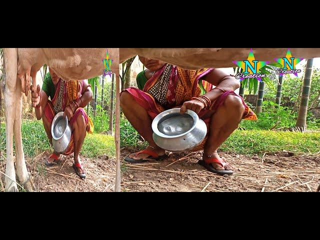 #viralvideo /cow miling gold vloge/sriya ki cow milking/vlog no –60