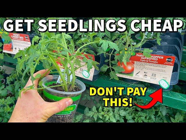 How To Get CHEAP PLANTS For Your Garden: Don't Get RIPPED OFF!