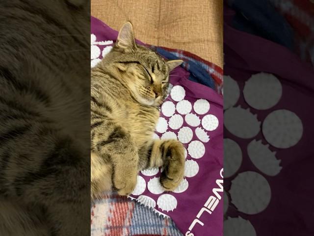 Никто не оплатит #youtube #cat #веселыекоты #shortvideo #catlover #прикольныекоты #котик