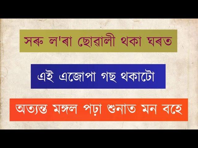 এই এজোপা গছ ঘৰত থাকিলে ঘৰৰ উন্নতি হয় । সৰু ল'ৰা ছোৱালী পঢ়া-শুনা মন বহে ।