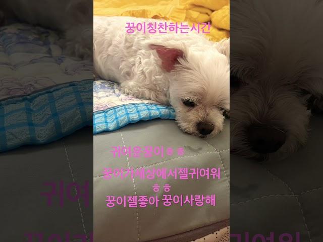 꿍이