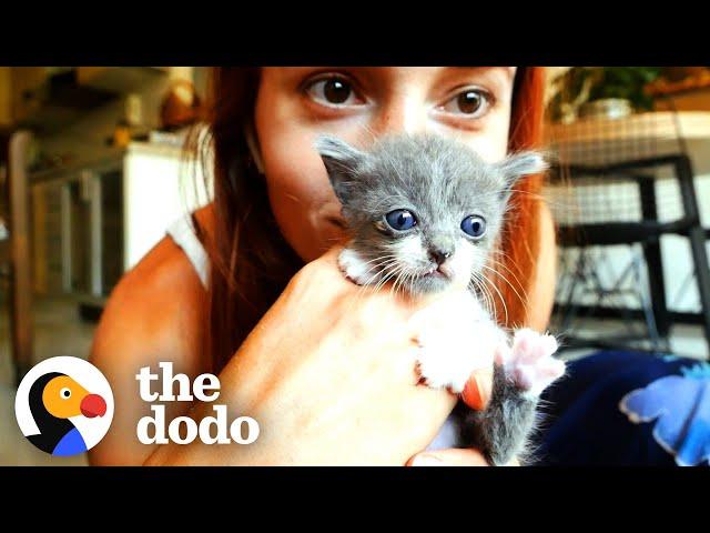 Four Tiny Foster Kittens Heal Woman’s Broken Heart | The Dodo