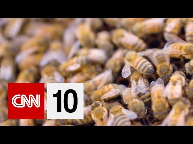 Can Bees Detect Covid-19?