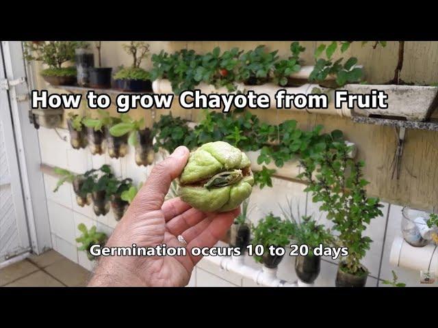 How to grow Chayote from Fruit step by step