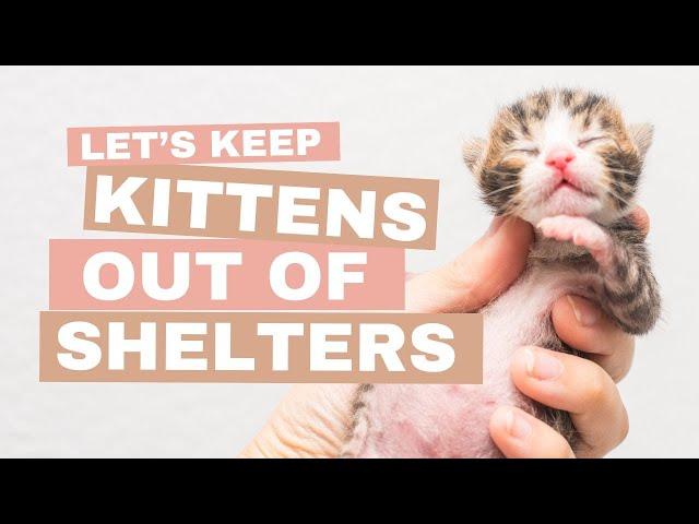 Let's Keep Kittens Out of the Animal Shelter