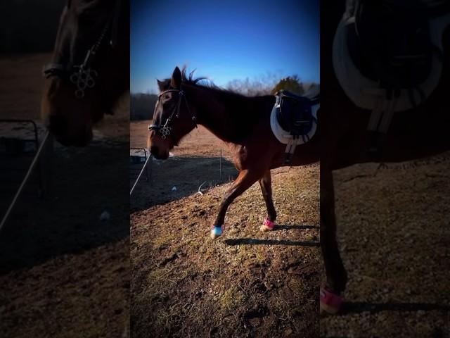 pretty girl  #baymare #rideforsugar #thorougbred #qh #fypシ゚ #equestrian #pretty #richwalk