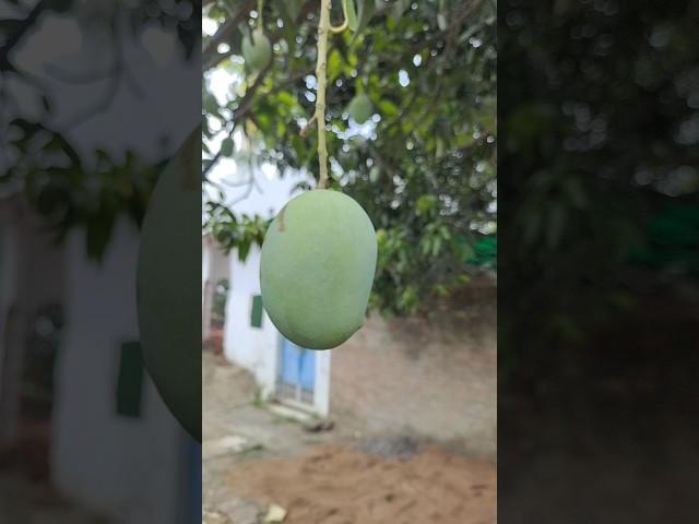 aam ke din aaye