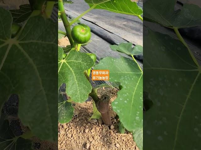 영동무화과유기농업농장 #영동무화과 #무화과 #유기농무화과 #친환경무화과 #무농약무화과 #무화과나무 #무화과순 #무화과열매 #무화과재배법