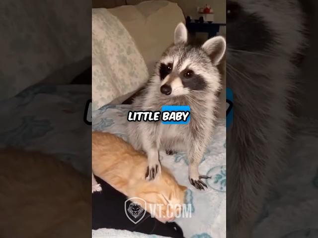 Raccoon Gives Cat the Most Hilarious Massage Ever! 