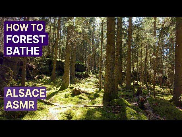 How and Why to Forest Bathe  ASMR Nature Hike in Alsace