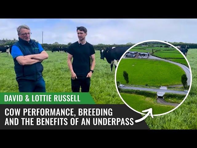 David & Lottie Russell on Cow Performance, Breeding, and the Benefits of an Underpass