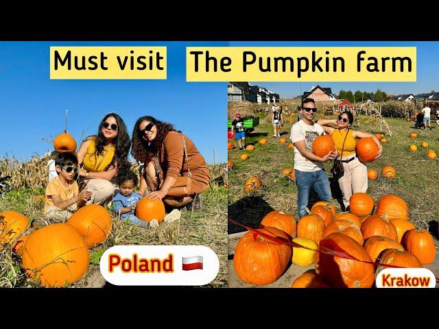 Very Beautiful Pumpkin field| Farma Dyniowa Modlnica #krakow #poland #geetvlogs #polska