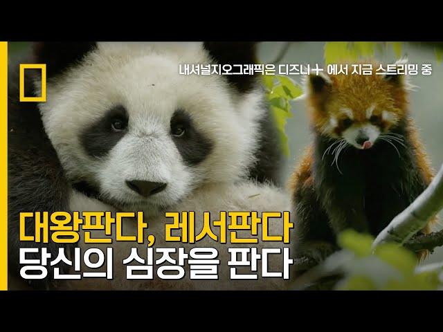 대왕판다, 레서판다, 당신의 심장을 판다..